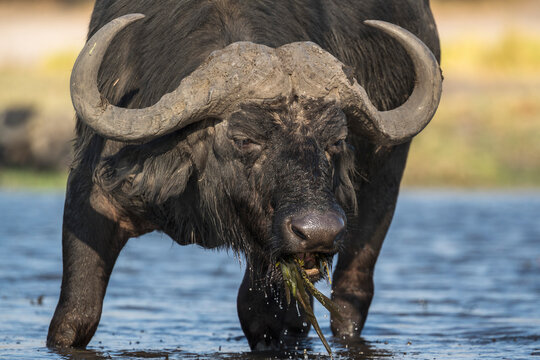 Cape buffalo (Syncerus caffer), Chobe National Park, Botswana, Africa