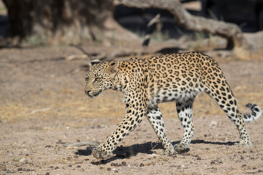 Leopard (Panthera pardus) female, Kgalagadi Transfrontier Park, South Africa, Africa