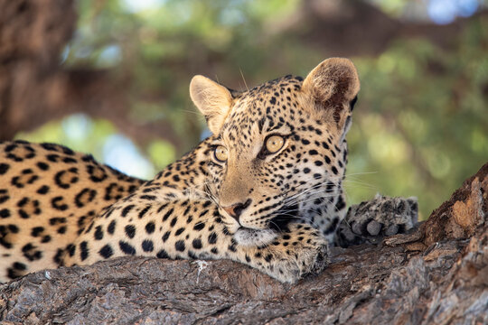 Leopard (Panthera pardus) female, Kgalagadi Transfrontier Park, South Africa, Africa