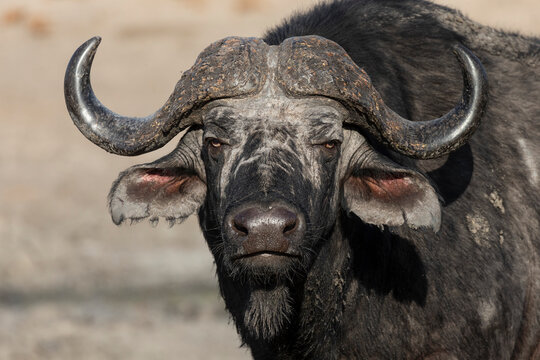 Cape buffalo (Syncerus cafer), Elephant Plains, Sabi Sand Game Reserve, South Africa, Africa