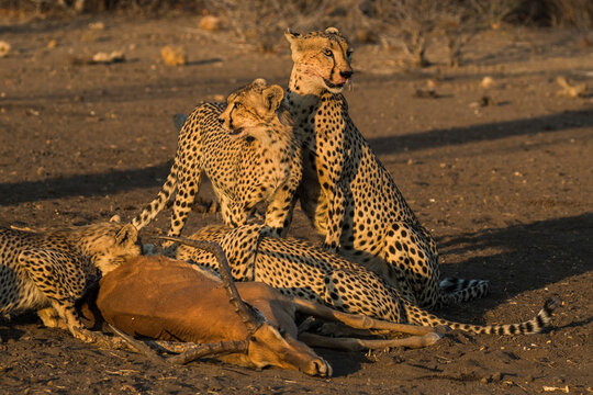 Cheetahs (Acinonyx jubatus) with impala kill, Northern Tuli Game Reserve, Botswana, Africa