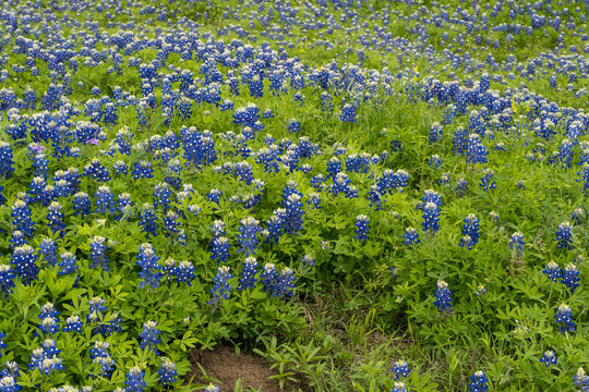 Bluebonnet Field in Texas Hill Country