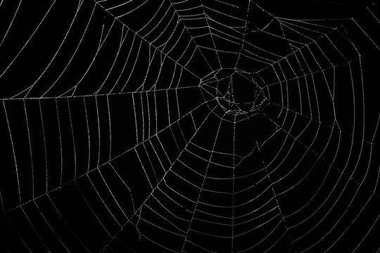 Orb web spider's web (family Araneidae), Sidwood, Kielder Forest, Northumberland National Park, England, United Kingdom, Europe