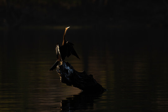 African darter (Anhinga rufa), Chobe national park, Botswana