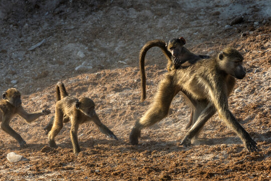 Chacma baboons (Papio ursinus), Chobe national park, Botswana