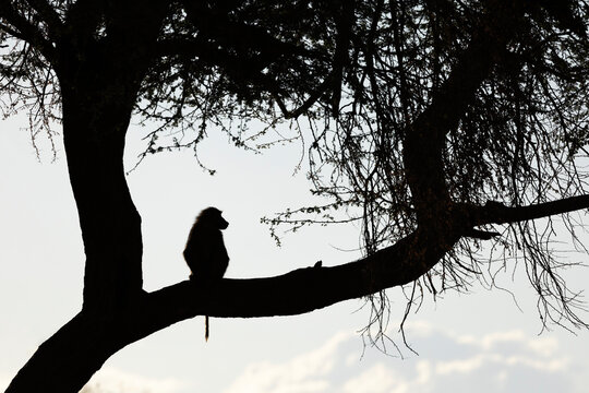 Olive baboon (Papio anubis), Shompole, Kenya