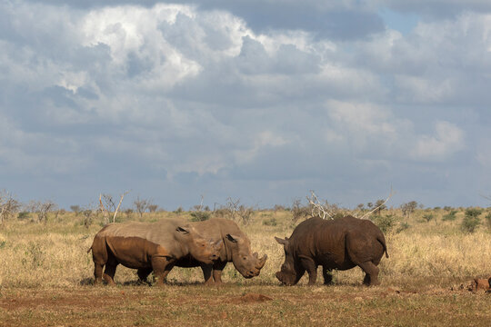 White rhino (Ceratotherium simum) bulls in confrontation, Zimanga private game reserve, KwaZulu-Natal, South Africa