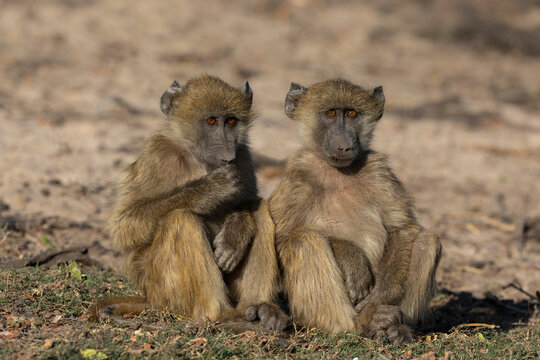 Chacma baboons (Papio ursinus), Chobe national park, Botswana