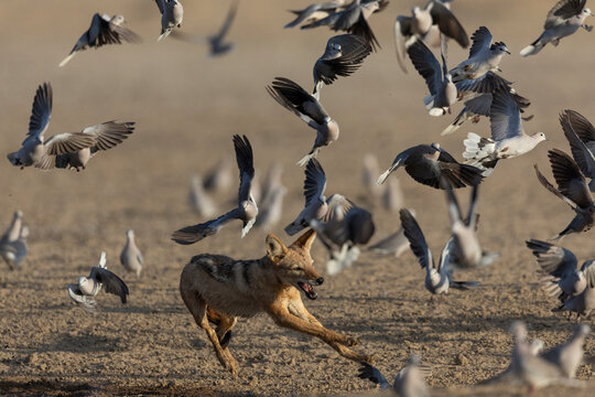 Black-backed jackal (Lupulella mesomelas) chasing ring-neck doves, Kgalagadi Transfrontier Park, Northern Cape, South Africa