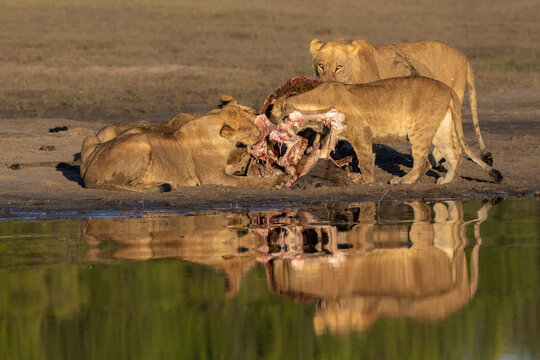 Lions (Panthera leo) on buffalo kill, Chobe national park, Botswana