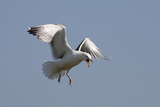 Lesser blackbacked gull (Larus fuscus). UK