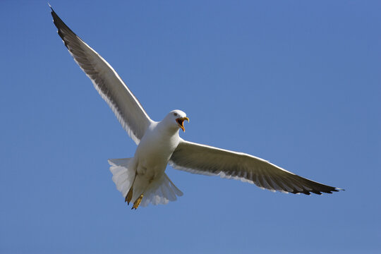 Lesser blackbacked gull (Larus fuscus). UK