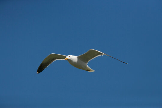 Lesser blackbacked gull (Larus fuscus) in flight. Farne Islands, Northumberland, UK