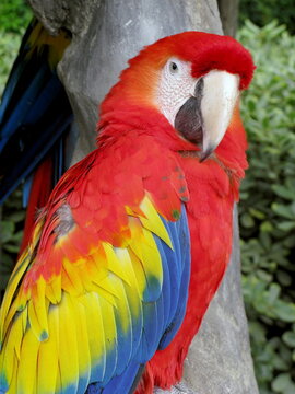 Guatemala papagaio in the rainforest of the mayan archeological zone of tikal