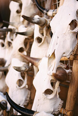 Bull Skulls in New Mexico