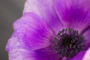 Close up of a purple anemone with intricate details