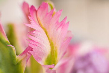 Pink edge of parrot tulip