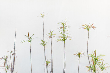 Minimalist plant silhouettes against a stark white wall