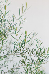 Fresh olive branches against a soft white background