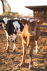 Cute Red Baby Calf Cow in Sunshinee