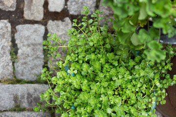 Succulent plant in blue planter on cobblestones