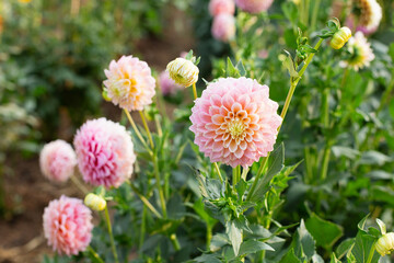 Light pink and yellow dahlias on a flower farm
