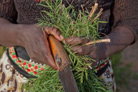 Farmers harvest and process tea tree oil for sale for export as a health and beauty product, Kenya, East Africa, Africa
