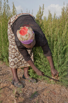 Farmers harvest and process tea tree oil for sale for export as a health and beauty product, Kenya, East Africa, Africa