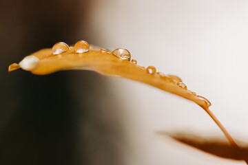 Macro yellow leaf with water droplets