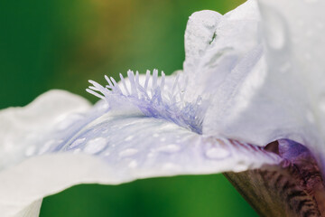 Macro photo of lavender iris flower against green background