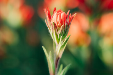 Sunny red Indian paintbrush wildflower with blurry bokeh background