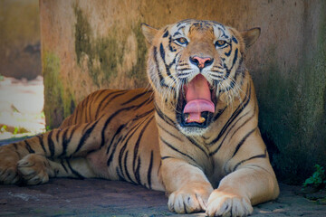 White bengal tiger lying down at zoo