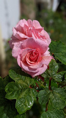 Pink Roses of England with Water Drops