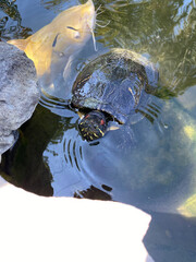 Turtle and koi fish sharing a peaceful pond