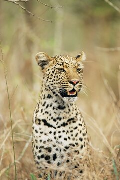 Leopard, Panthera pardus, Kruger National Park, South Africa, Africa