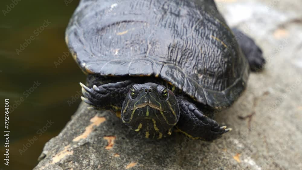 Poster close up portrait head shot of a red-eared slider turtle, trachemys scripta elegans spotted resting 
