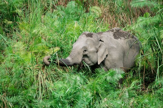 WildAsian elephant, Elephas maximus, feeding, Kaziranga National Park, Assam, India, Asia