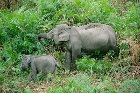 Wild Asian elephant, Elephas maximus, feeding, Kaziranga National Park, Assam, India, Asia