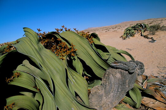 Welwitschia (Welwitschia mirabilis), Namib Desert, Namibia, Africa