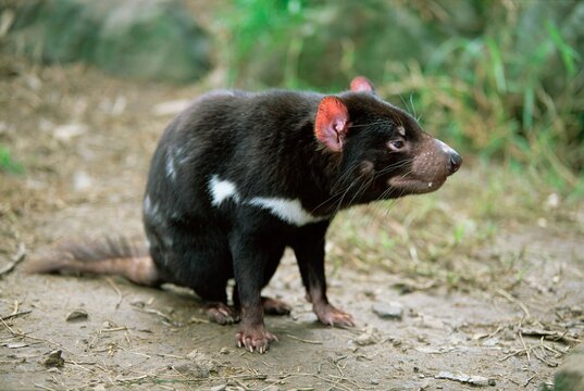 Tasmanian devil, Sarcophilus harrisii, in captivity, Australia, Pacific