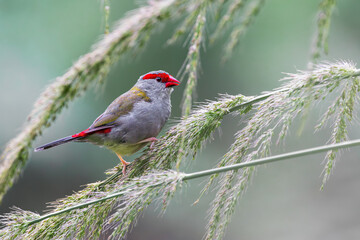 Closeup of a Red-browed finch perched on a branch