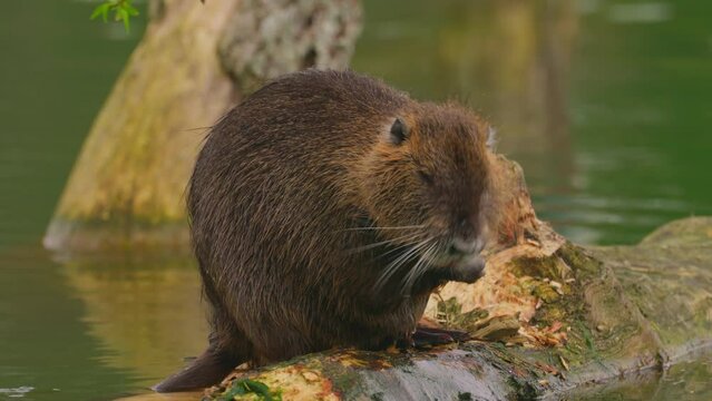 Nutria sits on a log in the water and cleans itself. Wild nature. Close-up of a water nutria on a French lake. Natural habitat of otter, nutria, beaver