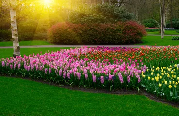 Gardinen Tulips in the park in the sunlight © Alekss