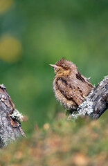Eurasian Wryneck perched on a log.