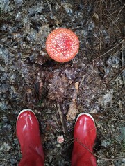 red toadstool photography in nature