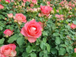 분홍 장미 화단(Pink rose flower garden)