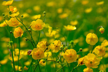 Yellow flowers on a field