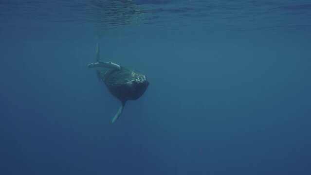 Black Humpback Whale approaching, showing its belly and swiping its fluke close in front of the camera in clear water at the surface around the Islands of Tahiti, French Polynesia