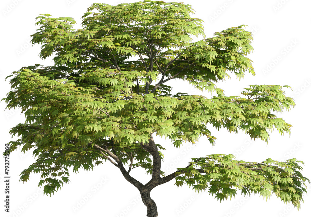 Poster realistic 3d rendering of a tree on transparent background, suitable for architecture visualization,