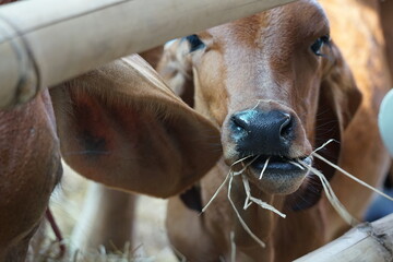 close up of a cow eating grass
